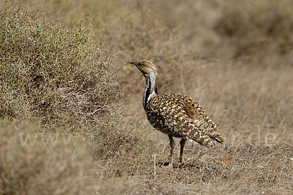 Kragentrappe (Chlamydotis undulata fuerteventurae)