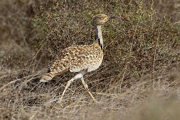 Kragentrappe (Chlamydotis undulata fuerteventurae)