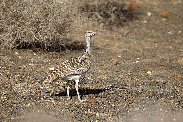 Kragentrappe (Chlamydotis undulata fuerteventurae)