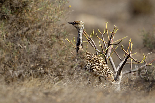 Kragentrappe (Chlamydotis undulata fuerteventurae)