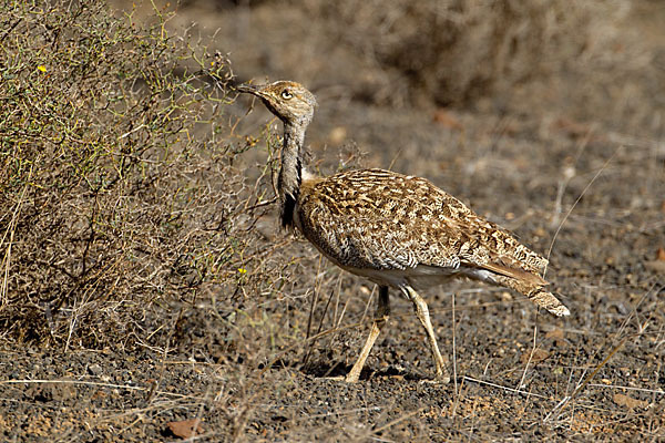 Kragentrappe (Chlamydotis undulata fuerteventurae)