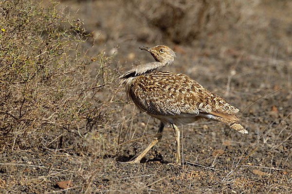 Kragentrappe (Chlamydotis undulata fuerteventurae)