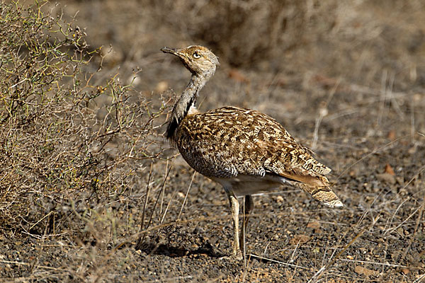 Kragentrappe (Chlamydotis undulata fuerteventurae)