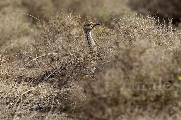 Kragentrappe (Chlamydotis undulata fuerteventurae)