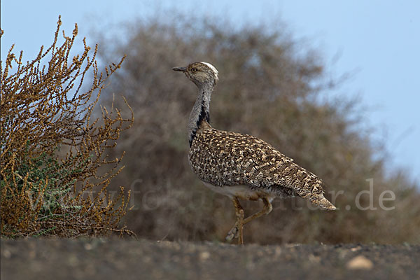 Kragentrappe (Chlamydotis undulata fuerteventurae)