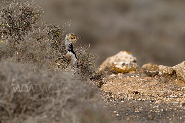 Kragentrappe (Chlamydotis undulata fuerteventurae)