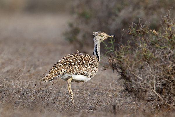 Kragentrappe (Chlamydotis undulata fuerteventurae)