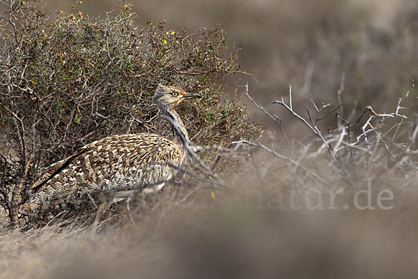 Kragentrappe (Chlamydotis undulata fuerteventurae)