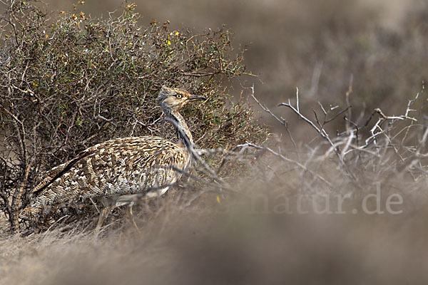 Kragentrappe (Chlamydotis undulata fuerteventurae)