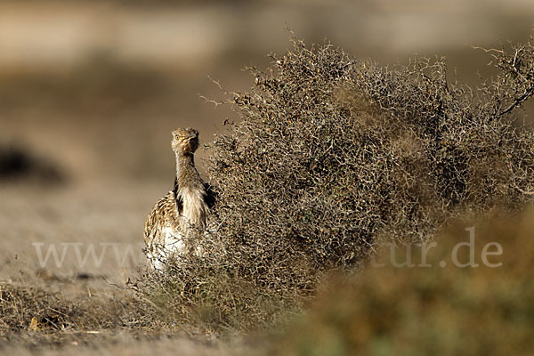 Kragentrappe (Chlamydotis undulata fuerteventurae)