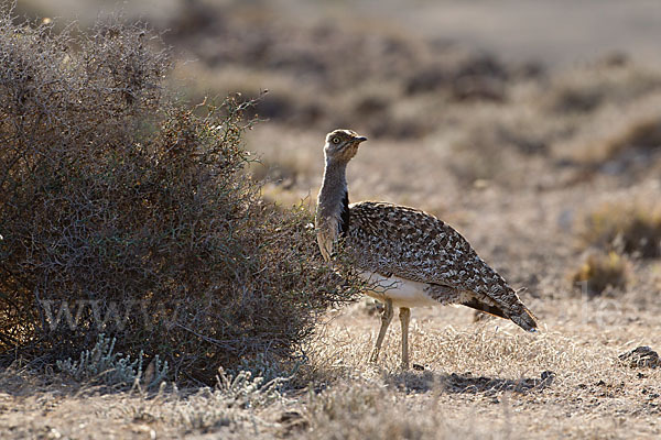 Kragentrappe (Chlamydotis undulata fuerteventurae)