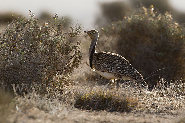 Kragentrappe (Chlamydotis undulata fuerteventurae)