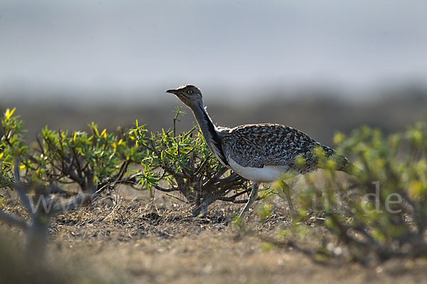 Kragentrappe (Chlamydotis undulata fuerteventurae)