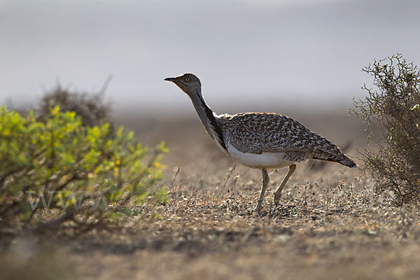 Kragentrappe (Chlamydotis undulata fuerteventurae)