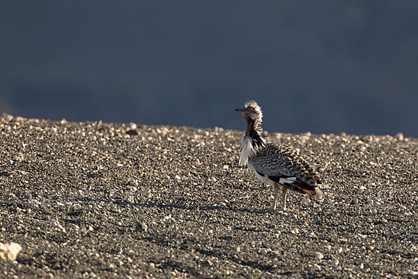 Kragentrappe (Chlamydotis undulata fuerteventurae)