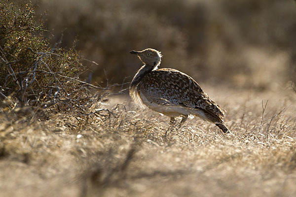 Kragentrappe (Chlamydotis undulata fuerteventurae)