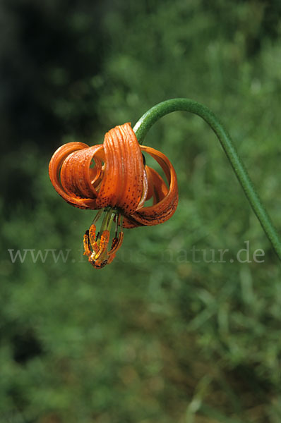 Krainer Lilie (Lilium carniolicum)