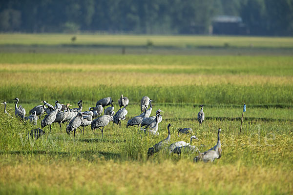 Kranich (Grus grus)