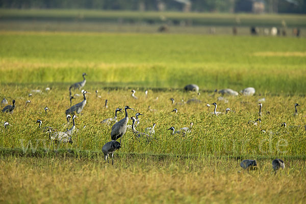 Kranich (Grus grus)