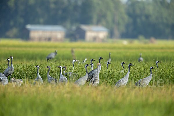 Kranich (Grus grus)