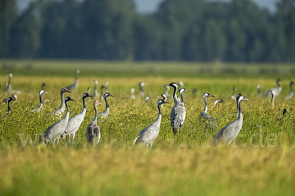 Kranich (Grus grus)