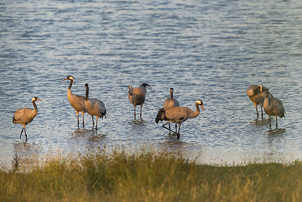 Kranich (Grus grus)