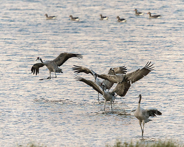 Kranich (Grus grus)