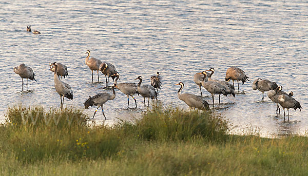 Kranich (Grus grus)