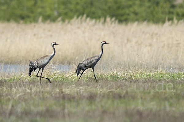 Kranich (Grus grus)