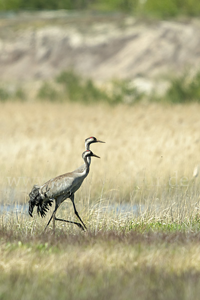 Kranich (Grus grus)