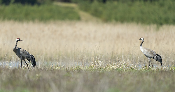 Kranich (Grus grus)