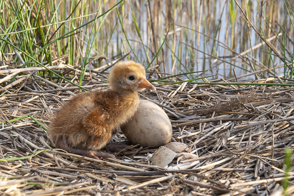 Kranich (Grus grus)