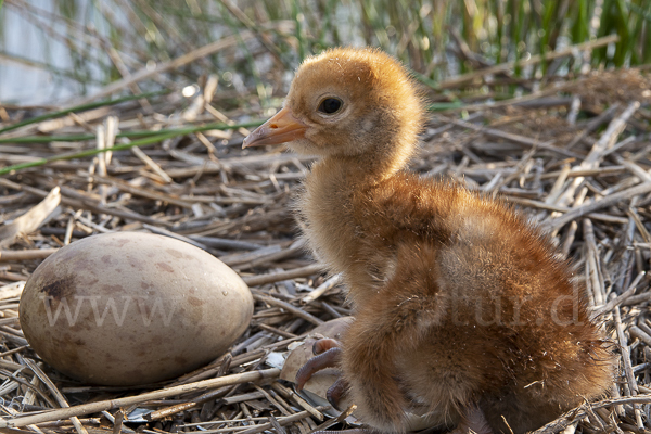 Kranich (Grus grus)