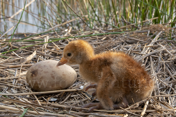 Kranich (Grus grus)