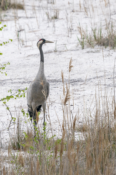 Kranich (Grus grus)