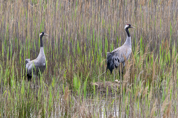 Kranich (Grus grus)