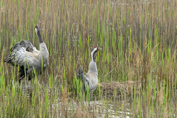 Kranich (Grus grus)