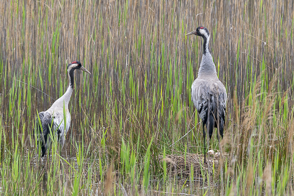 Kranich (Grus grus)