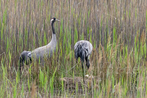 Kranich (Grus grus)