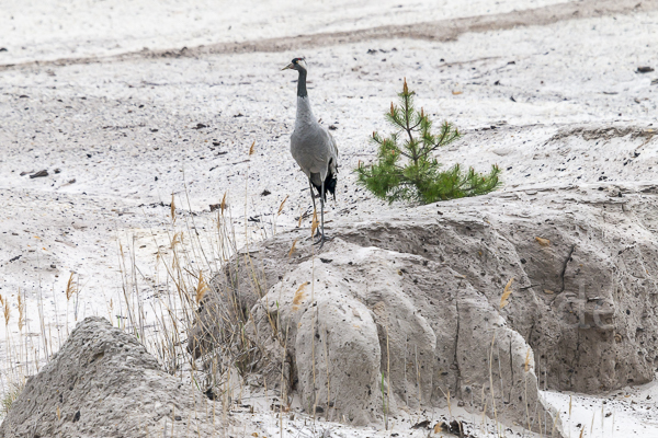 Kranich (Grus grus)