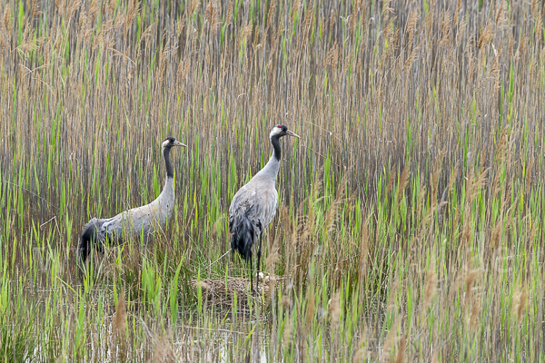 Kranich (Grus grus)