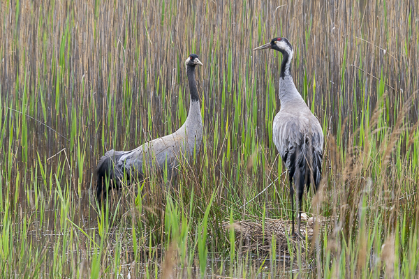 Kranich (Grus grus)