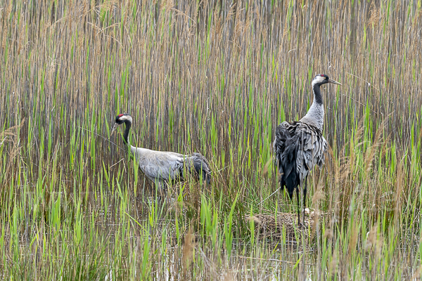 Kranich (Grus grus)