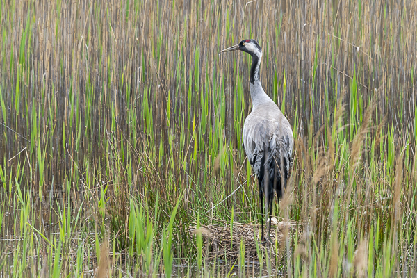 Kranich (Grus grus)