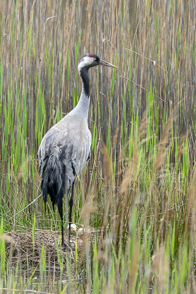 Kranich (Grus grus)