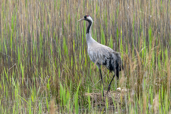 Kranich (Grus grus)