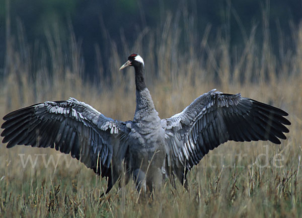 Kranich (Grus grus)