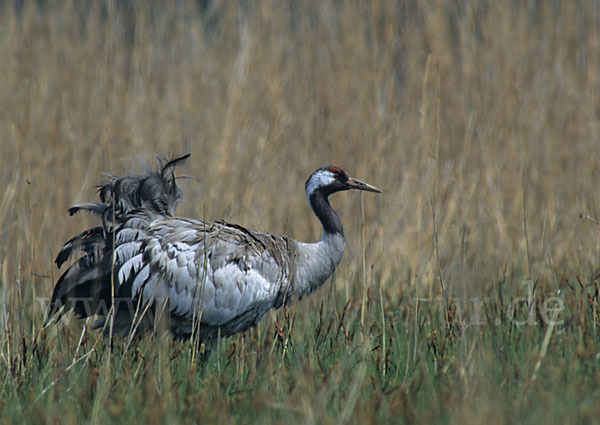 Kranich (Grus grus)