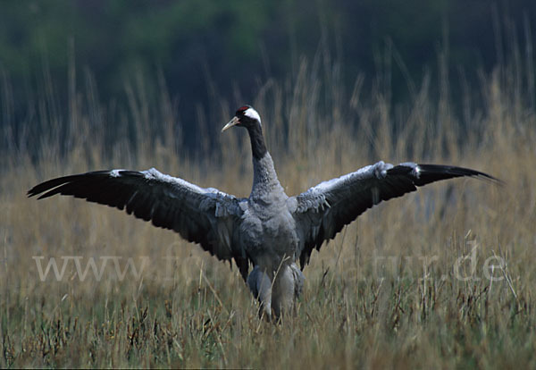 Kranich (Grus grus)