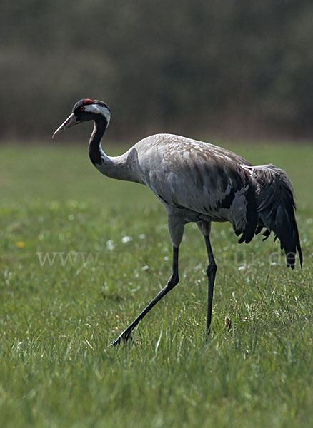 Kranich (Grus grus)